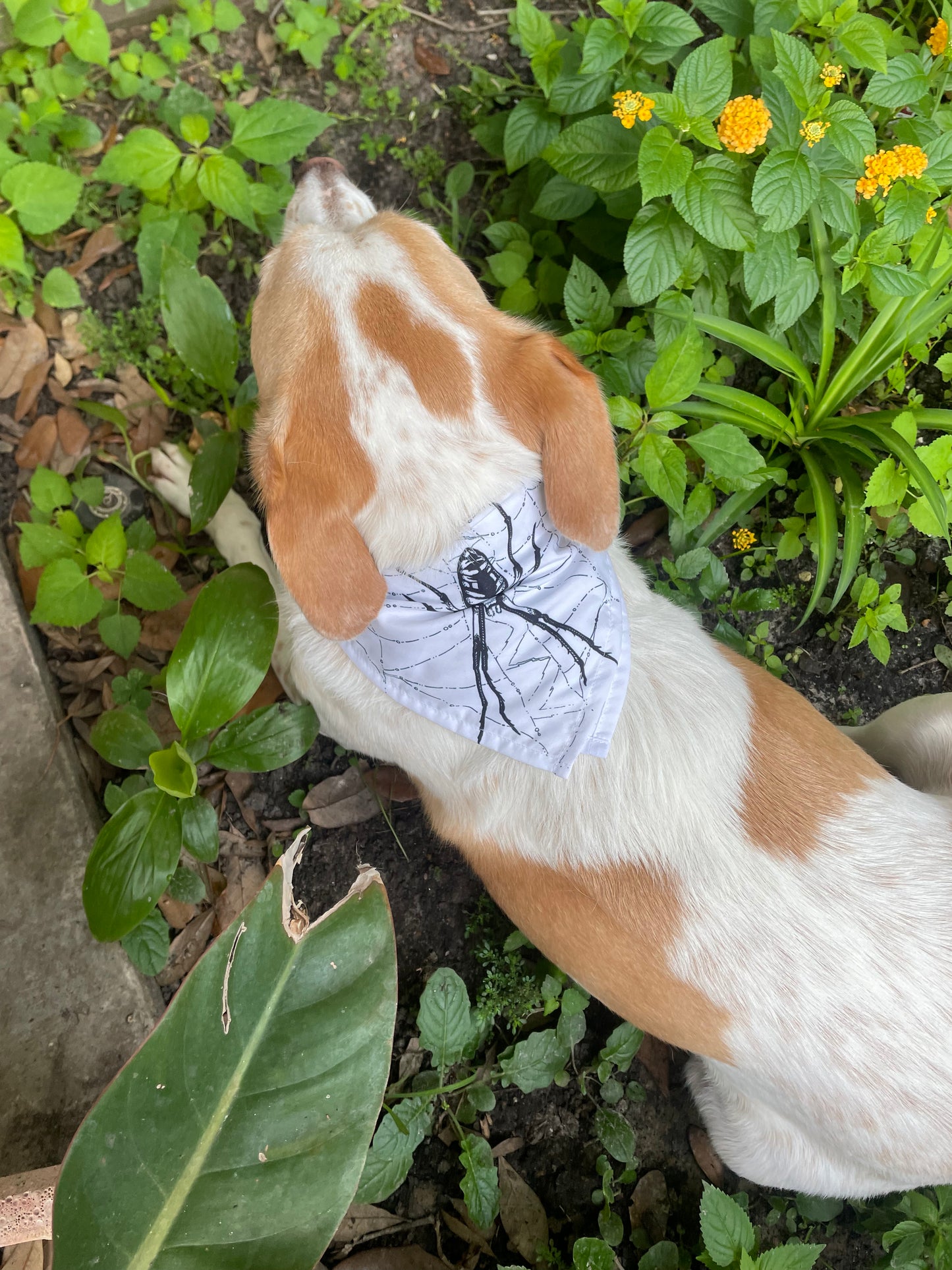Bandana Spider